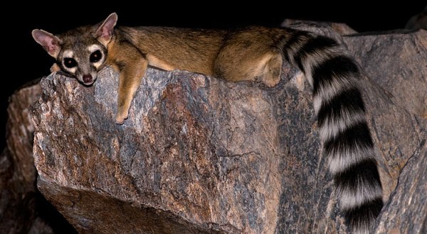 The Incredibly Rare Ringtail Is Starting To Make An Appearance Around Colorado