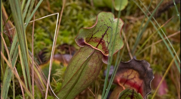 This Unique Indiana Bog Is Home To Lots Of Carnivores, Except They’re Plants