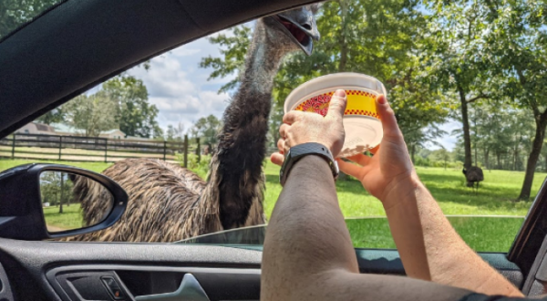 Go On A Realistic Safari As You Make Your Way Through Eudora Farms In South Carolina