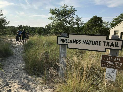 The Peaceful Pinelands Nature Trail Is A Quiet Escape From Delaware's Busiest Tourist Town