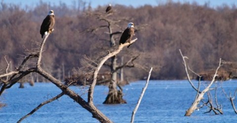 Every Year, One Of The Largest Populations Of Bald Eagles In The Country Calls Reelfoot Lake In Tennessee Home