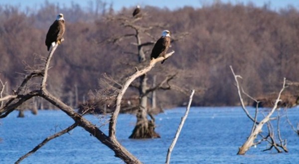 Every Year, One Of The Largest Populations Of Bald Eagles In The Country Calls Reelfoot Lake In Tennessee Home
