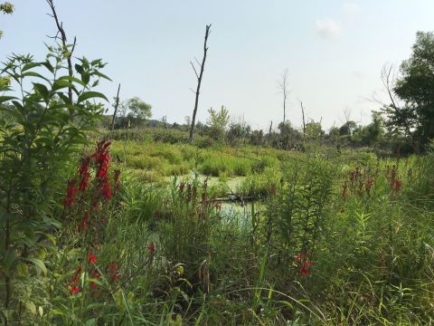 The Great Marsh Trail Is An Easy Hike In Indiana That Takes You To An Unforgettable View