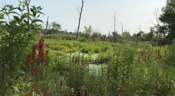 The Great Marsh Trail Is An Easy Hike In Indiana That Takes You To An Unforgettable View