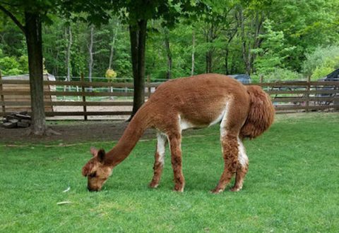 Cuddle With The Sweetest Alpacas At The Tiny Humor Me Farm In New Jersey