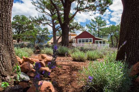 Frolic Through Over 5,000 Lavender Plants At Pine Creek Canyon Lavender Farm In Arizona