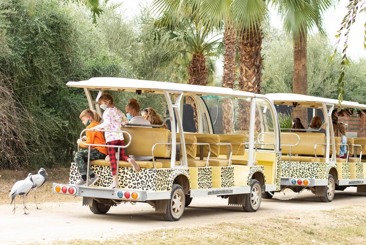 zoo safari voiture