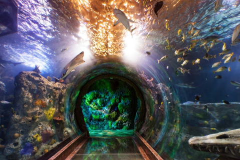 Explore Texas' Only 360-Degree Ocean Tunnel At Sea Life Aquarium In Grapevine