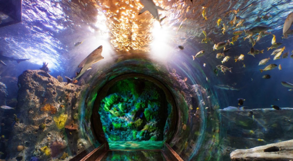 Explore Texas’ Only 360-Degree Ocean Tunnel At Sea Life Aquarium In Grapevine