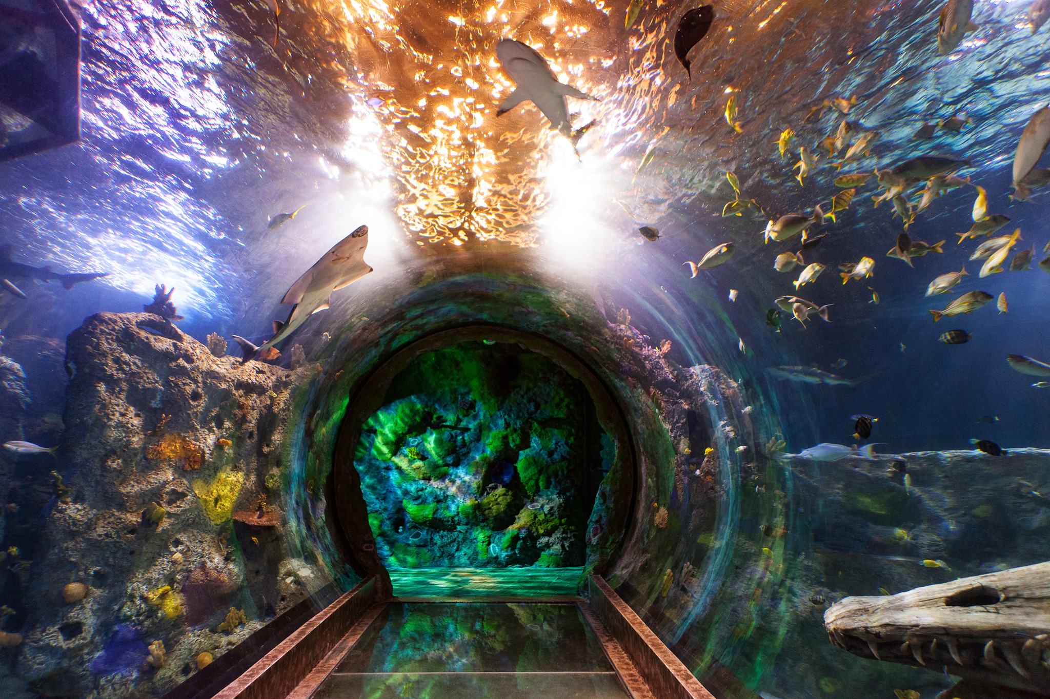 Sea Life Aquarium Has The Only 360-Degree Ocean Tunnel In Arizona