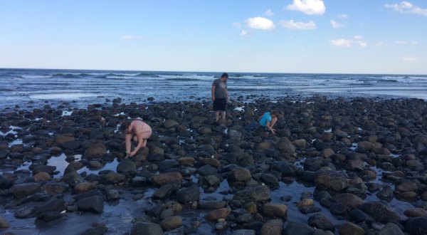 Hunt For Sand Dollars On The Beautiful And Easy Long Sands Beach In Maine