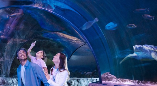 Explore Michigan’s Only Ocean Tunnel At Sea Life Aquarium In Auburn Hills