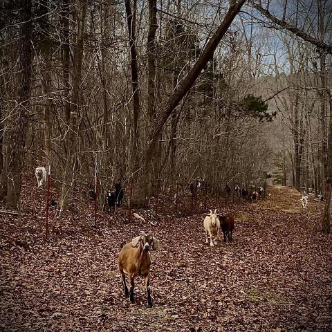 You'll Never Forget A Visit To Dogwood Hills Guest Farm, A One-Of-A-Kind Farm Filled With Goats In Arkansas