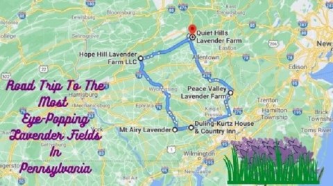Take This Road Trip To The 5 Most Eye-Popping Lavender Fields In Pennsylvania