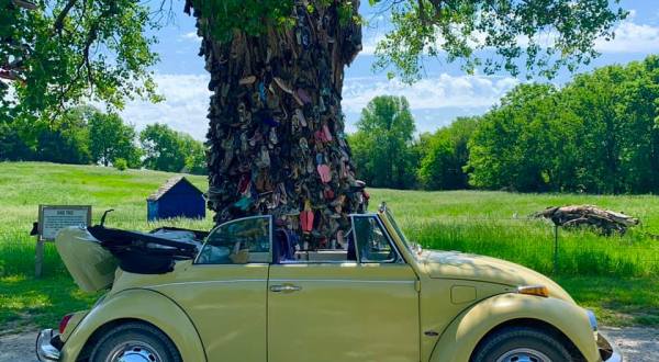 The Old Tree Absolutely Covered In Shoes Is An Unexpectedly Charming Kansas Oddity