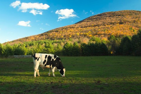You'll Never Forget A Visit To Woodstock Farm Sanctuary, A One-Of-A-Kind Farm Filled With Rescued Farm Animals In New York
