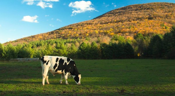 You’ll Never Forget A Visit To Woodstock Farm Sanctuary, A One-Of-A-Kind Farm Filled With Rescued Farm Animals In New York