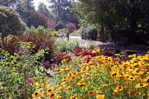 The Descanso Gardens In Southern California Will Have Over 1,600 Roses In Bloom This Spring