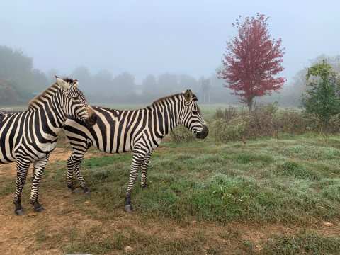 Take A Self-Drive Safari And Interact With Exotic Animals At Roer's Zoofari In Virginia