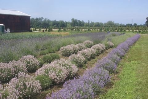 Get Lost In This Beautiful 48-Acre Lavender Farm In Ohio