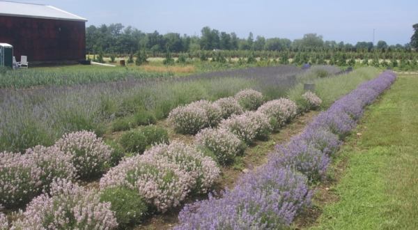 Get Lost In This Beautiful 48-Acre Lavender Farm In Ohio