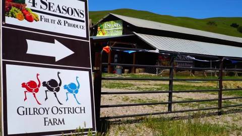 Make Friends With Adorable Animals And Plan A Spring Visit To Gilroy Ostrich Farm In Northern California