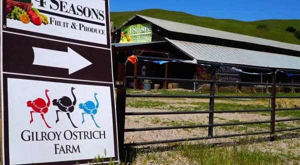 Make Friends With Adorable Animals And Plan A Spring Visit To Gilroy Ostrich Farm In Northern California