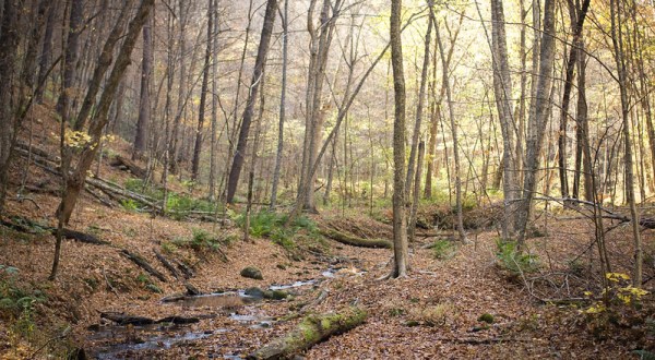 Spend The Day Exploring Woods, Streams, and Ravines At Falls Creek SNA In Minnesota