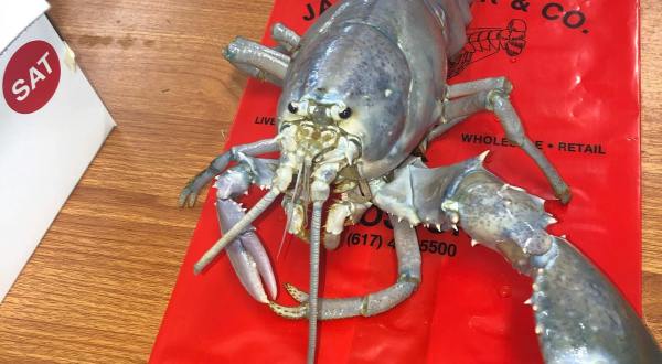 The Rarest Lobster In The World Was Recently Caught Off The Coast Of Maine