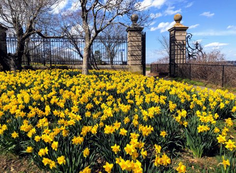 Take This Day Trip To The Most Eye-Popping Daffodil Fields In Rhode Island