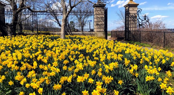 Take This Day Trip To The Most Eye-Popping Daffodil Fields In Rhode Island