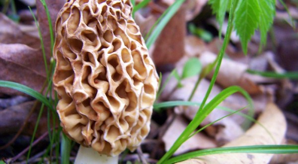 A Local Delicacy, Morel Mushrooms Are Popping Up In Woods Across Missouri