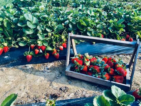 Take The Whole Family On A Day Trip To This Pick-Your-Own Strawberry Farm Near New Orleans