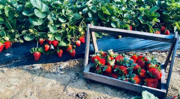 Take The Whole Family On A Day Trip To This Pick-Your-Own Strawberry Farm Near New Orleans
