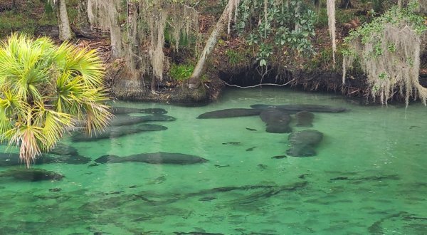 Hike To An Emerald Lagoon On The Easy Pine Island Trail In Florida