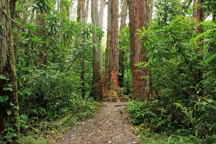 the Manoa Falls Trail in Hawaii