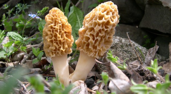 A Local Delicacy, Morel Mushrooms Are Popping Up In Woods Across West Virginia