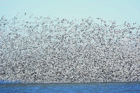 Be On The Lookout: Millions Of Snow Geese Are Making Their Way Over North Dakota Right Now