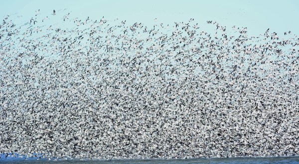 Be On The Lookout: Millions Of Snow Geese Are Making Their Way Over North Dakota Right Now