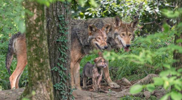 Spend The Day With Wolves At The Endangered Wolf Center In Eureka, Missouri