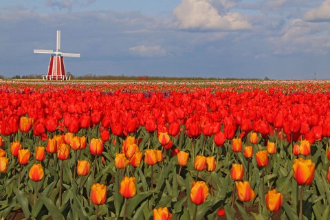 The Wooden Shoe Tulip Festival Will Have Over 40 Acres of Tulips In Bloom This Spring