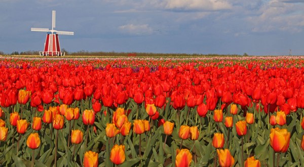 The Wooden Shoe Tulip Festival Will Have Over 40 Acres of Tulips In Bloom This Spring