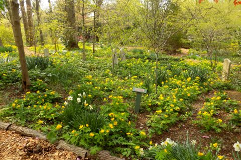 Whipps Garden Cemetery In Maryland, Home To A Daffodil Garden, Will Be In Full Bloom Soon