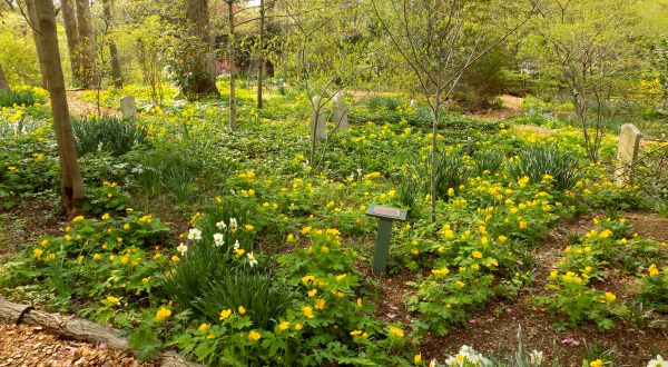 Whipps Garden Cemetery In Maryland, Home To A Daffodil Garden, Will Be In Full Bloom Soon