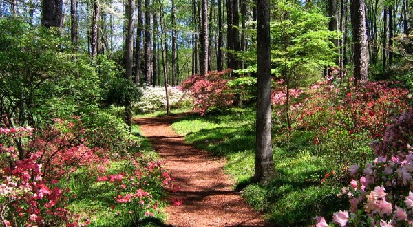 Callaway Gardens Azalea Bowl In Georgia Will Be In Full Bloom Soon And It’s An Extraordinary Sight To See