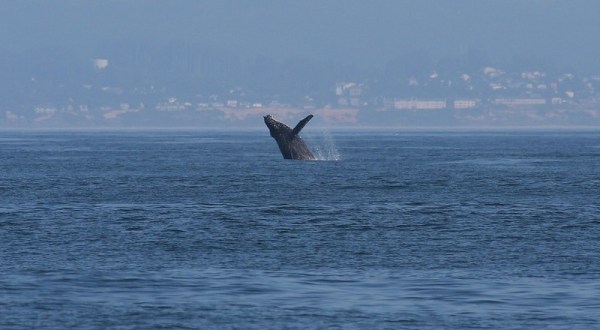 This Coastal Oregon Town Has The Best Whale Watching In The State