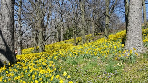 Daffodil Hill In Ohio Will Be In Full Bloom Soon And It’s An Extraordinary Sight To See