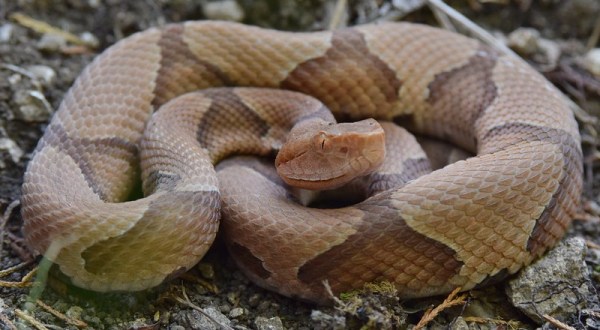 Beware Of Extra Copperheads Out Snacking On Cicadas In West Virginia This Spring