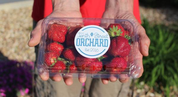 Take The Whole Family On A Day Trip To Tenth Street Orchard, A Pick-Your-Own Strawberry Farm In Kansas