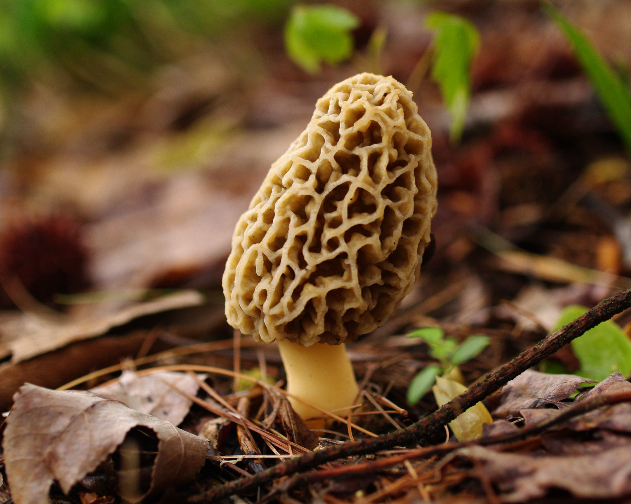 The Edible Morel Mushroom Can Be Found In Arizona